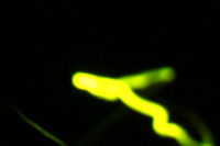 岩地のホタル 岩地のホタル