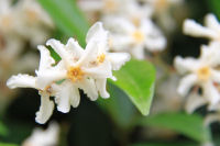 テイカカズラ テイカカズラ