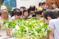 スズラン スズラン