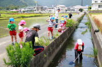 松崎幼稚園岩科園ザリガニ取り 松崎幼稚園岩科園ザリガニ取り