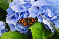 牛原山アジサイ 牛原山アジサイ