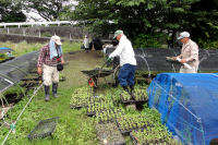 花の苗の仕分け 花の苗の仕分け