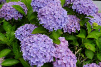 アジサイ アジサイ