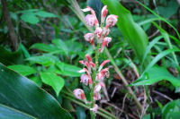 ハナミョウガ ハナミョウガ