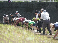 みどりの少年団田植え みどりの少年団田植え