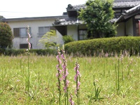 ねじばな ねじばな