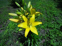 棚田スカシユリ 棚田スカシユリ