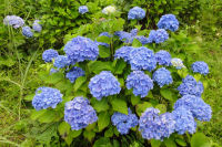 牛原山アジサイ 牛原山アジサイ