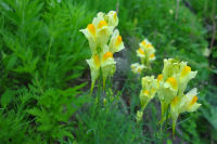 ホソバウンラン ホソバウンラン