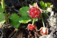 ナワシロイチゴ ナワシロイチゴ