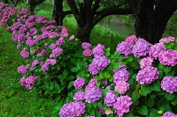 アジサイ アジサイ