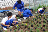 松中生花壇植栽 松中生花壇植栽