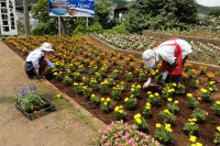 花の会建久寺花壇植栽 花の会建久寺花壇植栽