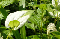 ハンゲショウ ハンゲショウ