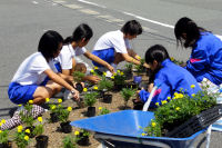 花壇植栽 花壇植栽