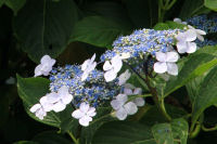 ガクアジサイ ガクアジサイ