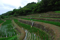 石部の棚田 石部の棚田