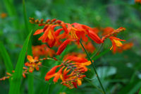 ヒメヒオウギズイセン ヒメヒオウギズイセン