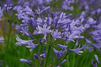 アガパンサス アガパンサス