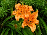 スカシユリ スカシユリ