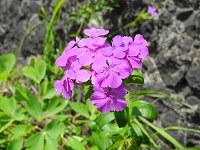 ハマナデシコ ハマナデシコ