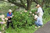 アジサイの花切り