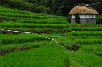 石部棚田の稲穂