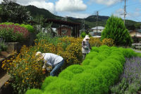 花の会作業