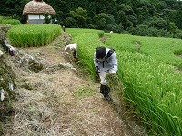 棚田刈り草片付け