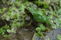 アマガエル