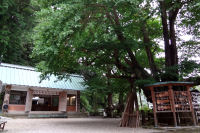 伊那下神社銀杏
