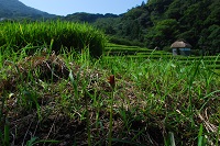 棚田彼岸花