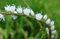 シロバナサクラタデ