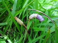 ナンバンギゼル