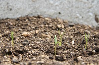 庁舎前花壇の様子