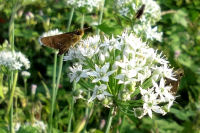 イチモンジセセリ