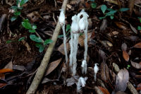 ギンリョウソウ