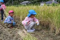 中川園稲刈り