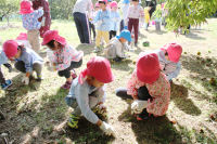 中川園栗ひろい