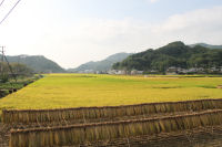 那賀の田んぼ 那賀の田んぼ