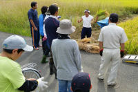 桜田区稲刈り 桜田区稲刈り
