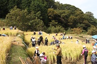 棚田小学生稲刈り 棚田小学生稲刈り