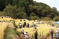 棚田小学生稲刈り