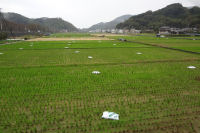 那賀の田んぼ 那賀の田んぼ