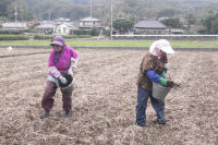 大規模花畑種まき作業