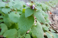 ヒメオドリコソウ