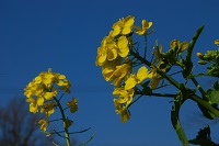 菜の花