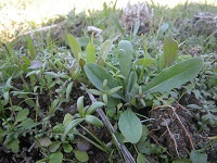 アフリカキンセンカ