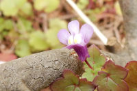 ツタバウンラン