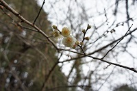 牛原山梅園 牛原山梅園